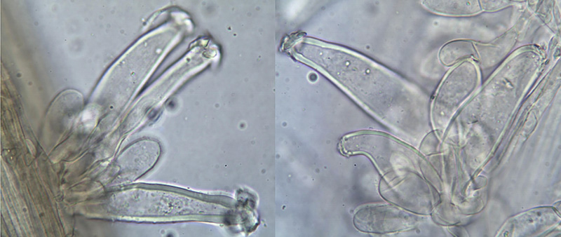 Inocybe tenebrosa spory pleurocystidy